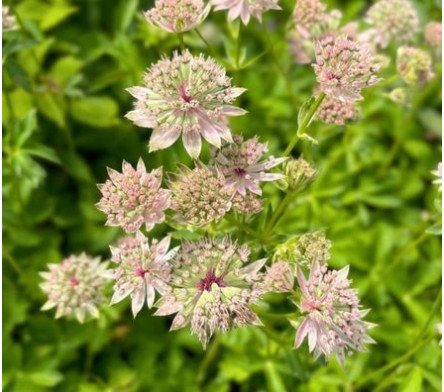 Astrance fleur