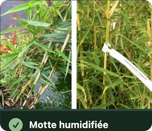 Mottes humidifiées