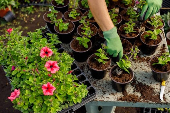 Box Plantes vivaces