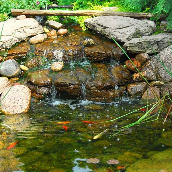 Jardin aquatique