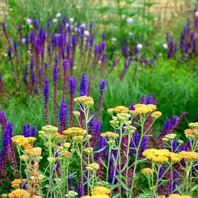 Un jardin sans arrosage